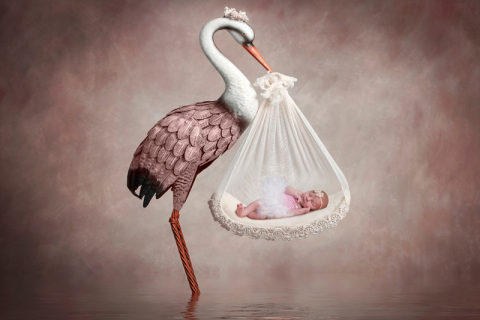 stork-master
